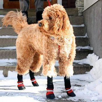 Perro usando Botas para Animais de Estimação en la nieve, protegiendo sus patas con estilo.